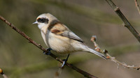 Penduline Tit, Darts Farm, Exeter, March 2015