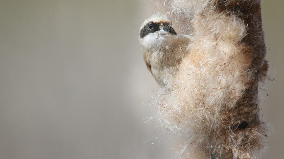 Penduline Tit, Darts Farm, Exeter, March 2015