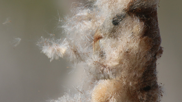 Penduline Tit, Darts Farm, Exeter, March 2015