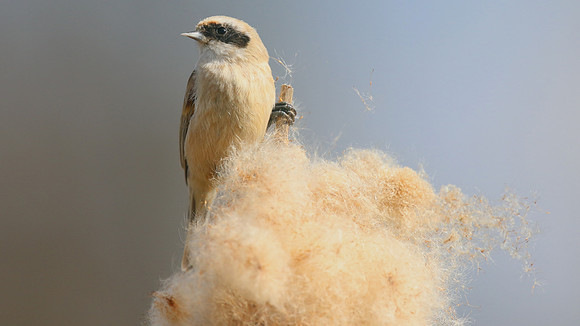 Penduline Tit, Darts Farm, Exeter, March 2015