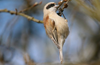 Penduline Tit, Darts Farm, Exeter, March 2015