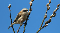 Penduline Tit, Darts Farm, Exeter, March 2015