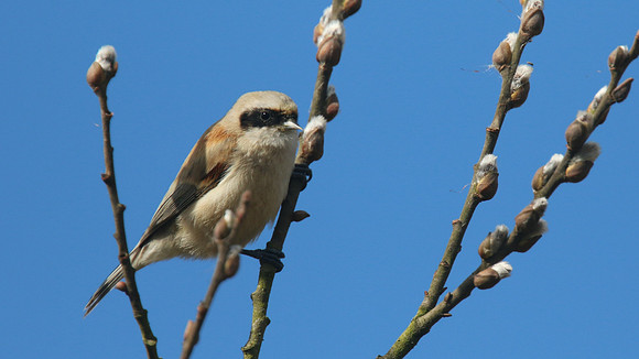 Penduline Tit, Darts Farm, Exeter, March 2015