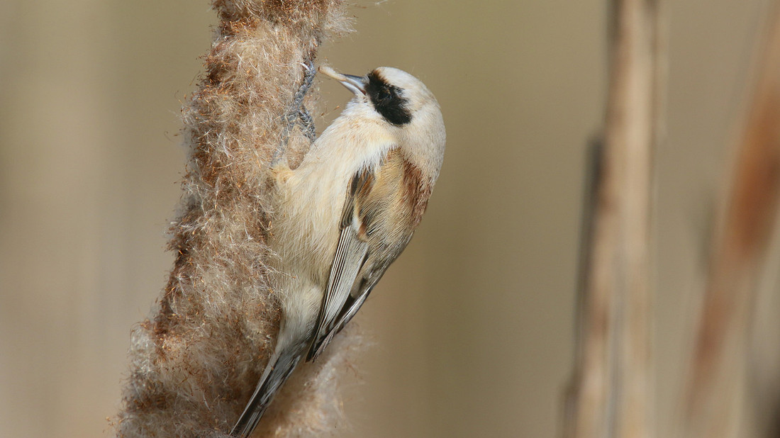 Penduline Tit, Darts Farm, Exeter, March 2015