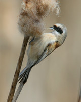 Penduline Tit, Darts Farm, Exeter, March 2015