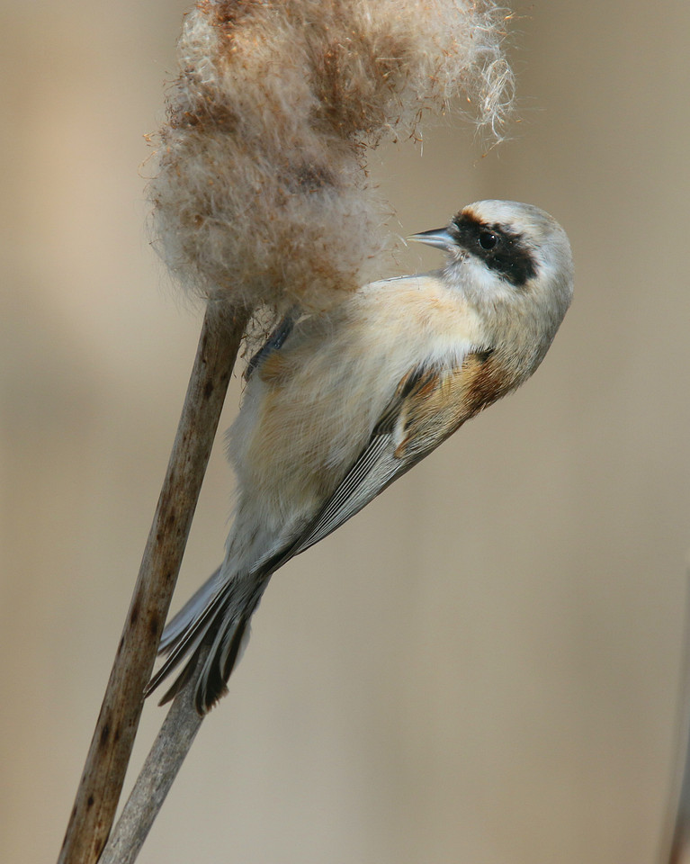 Penduline Tit, Darts Farm, Exeter, March 2015