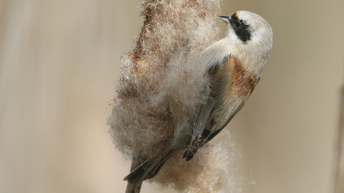 Penduline Tit, Darts Farm, Exeter, March 2015