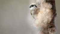 Penduline Tit, Darts Farm, Exeter, March 2015