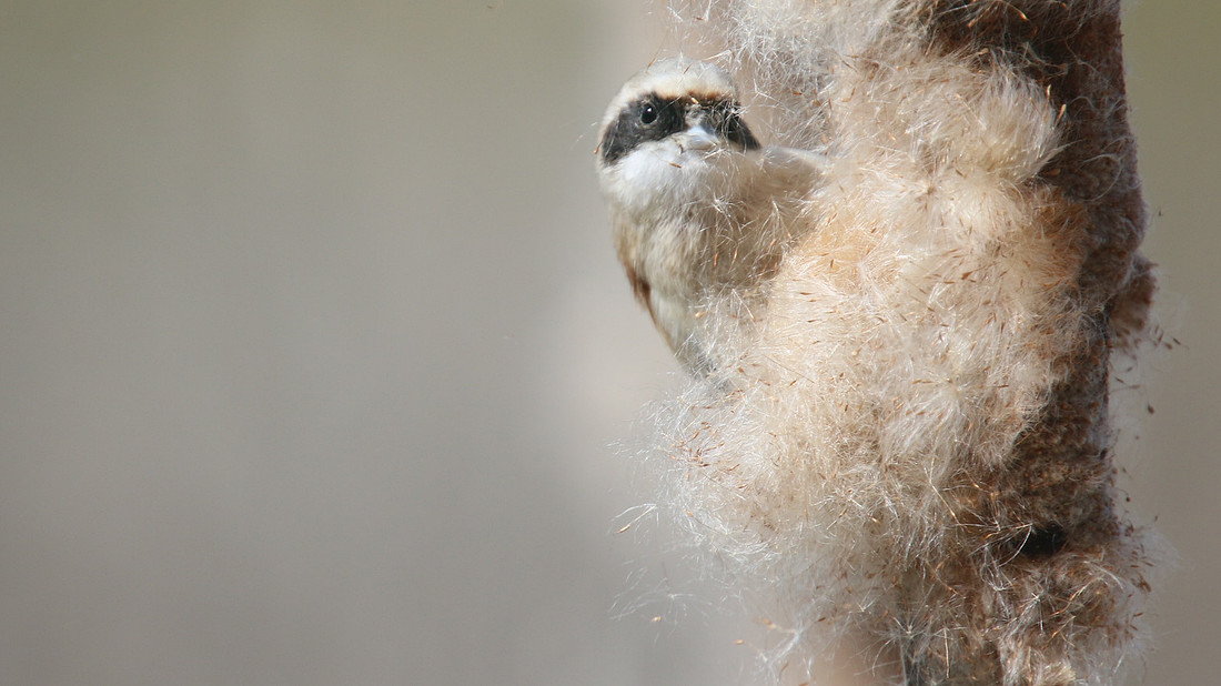 Penduline Tit, Darts Farm, Exeter, March 2015