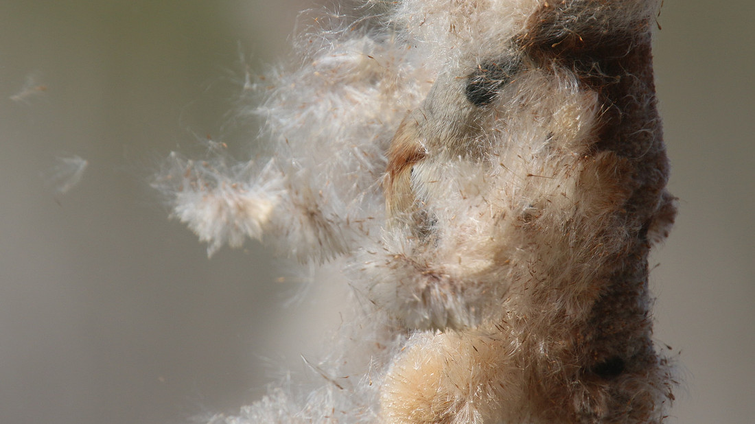 Penduline Tit, Darts Farm, Exeter, March 2015