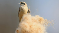 Penduline Tit, Darts Farm, Exeter, March 2015