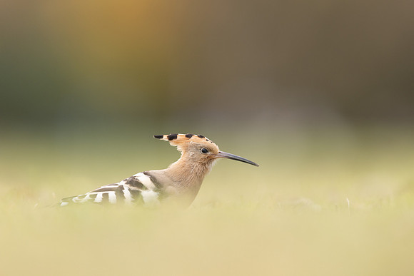 Hoopoe, Swansea, October 2024