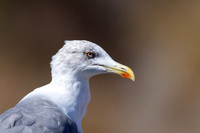 Yellow-legged Gull