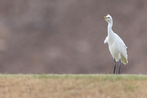 Cattle Egret, Jandia Golf Course, Fuertventura, August 2025