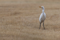 Cattle Egret, Jandia Golf Course, Fuertventura, August 2025