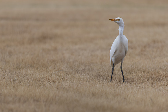 Cattle Egret, Jandia Golf Course, Fuertventura, August 2025