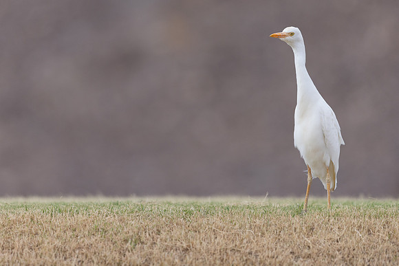 Cattle Egret, Jandia Golf Course, Fuertventura, August 2025