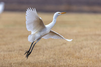 Cattle Egret, Jandia Golf Course, Fuertventura, August 2025