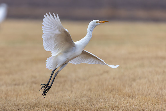 Cattle Egret, Jandia Golf Course, Fuertventura, August 2025
