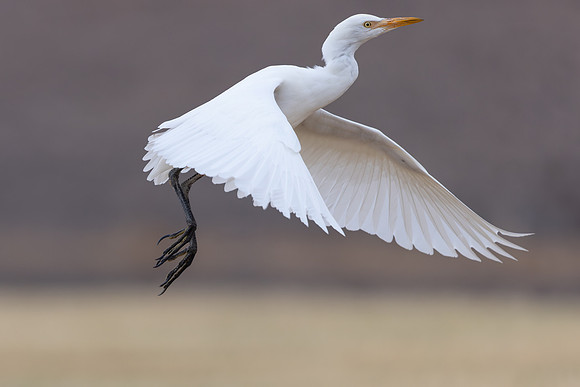 Cattle Egret, Jandia Golf Course, Fuertventura, August 2025