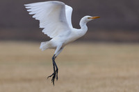 Cattle Egret, Jandia Golf Course, Fuertventura, August 2025