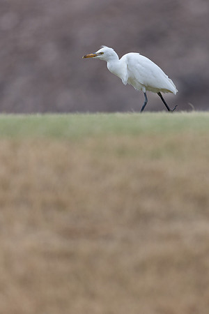 Cattle Egret, Jandia Golf Course, Fuertventura, August 2025