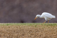 Cattle Egret, Jandia Golf Course, Fuertventura, August 2025