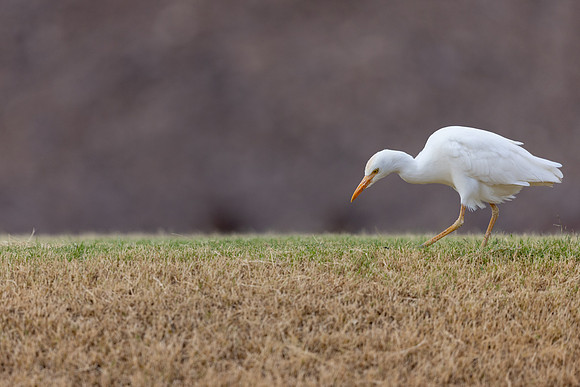 Cattle Egret, Jandia Golf Course, Fuertventura, August 2025