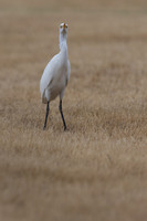 Cattle Egret, Jandia Golf Course, Fuertventura, August 2025