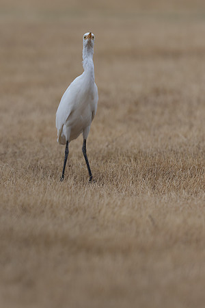 Cattle Egret, Jandia Golf Course, Fuertventura, August 2025