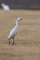 Cattle Egret, Jandia Golf Course, Fuertventura, August 2025