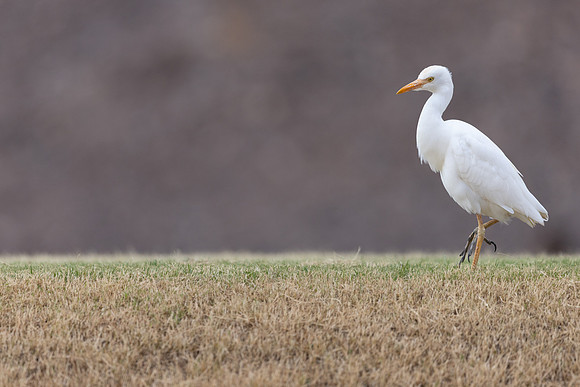 Cattle Egret, Jandia Golf Course, Fuertventura, August 2025