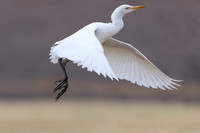 Cattle Egret, Jandia Golf Course, Fuertventura, August 2025