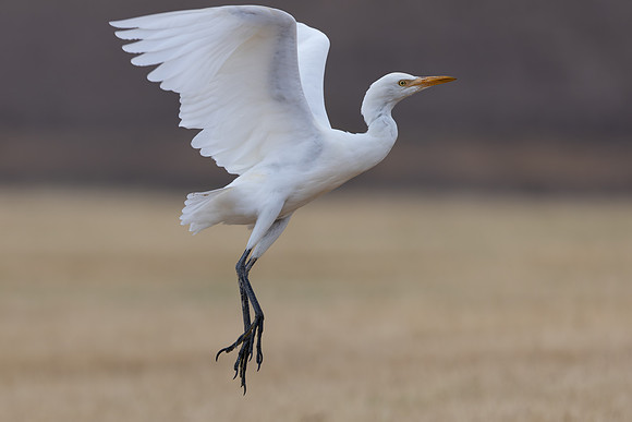 Cattle Egret, Jandia Golf Course, Fuertventura, August 2025