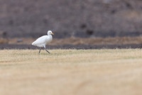 Cattle Egret, Jandia Golf Course, Fuertventura, August 2025