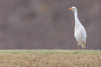 Cattle Egret, Jandia Golf Course, Fuertventura, August 2025