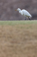 Cattle Egret, Jandia Golf Course, Fuertventura, August 2025