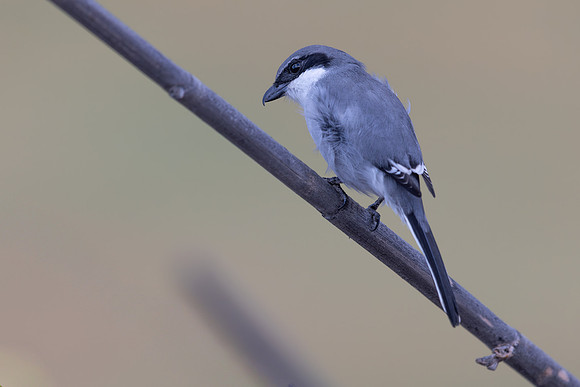 Southern Grey Shrike, Jandia Golf Course, Fuertventura, August 2025