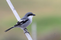 Southern Grey Shrike, Jandia Golf Course, Fuertventura, August 2025