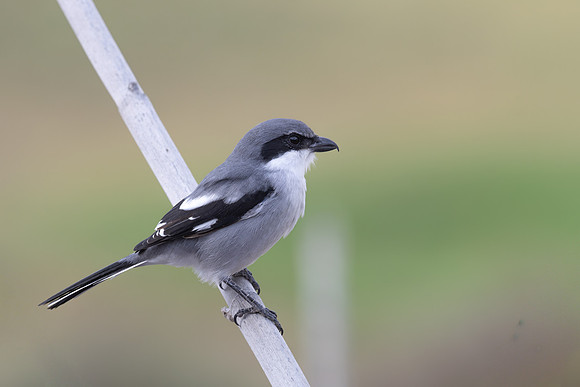 Southern Grey Shrike, Jandia Golf Course, Fuertventura, August 2025