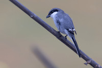Southern Grey Shrike, Jandia Golf Course, Fuertventura, August 2025
