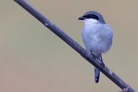 Southern Grey Shrike, Jandia Golf Course, Fuertventura, August 2025