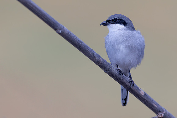Southern Grey Shrike, Jandia Golf Course, Fuertventura, August 2025