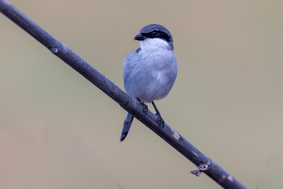 Southern Grey Shrike, Jandia Golf Course, Fuertventura, August 2025