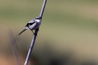 Southern Grey Shrike, Jandia Golf Course, Fuertventura, August 2025