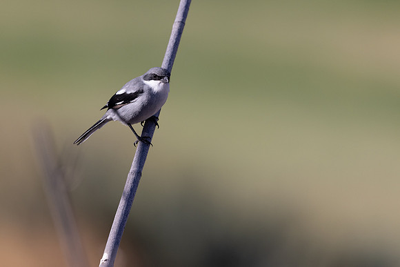 Southern Grey Shrike, Jandia Golf Course, Fuertventura, August 2025