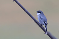 Southern Grey Shrike, Jandia Golf Course, Fuertventura, August 2025