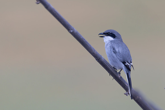 Southern Grey Shrike, Jandia Golf Course, Fuertventura, August 2025