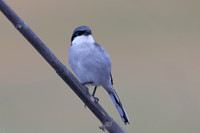 Southern Grey Shrike, Jandia Golf Course, Fuertventura, August 2025