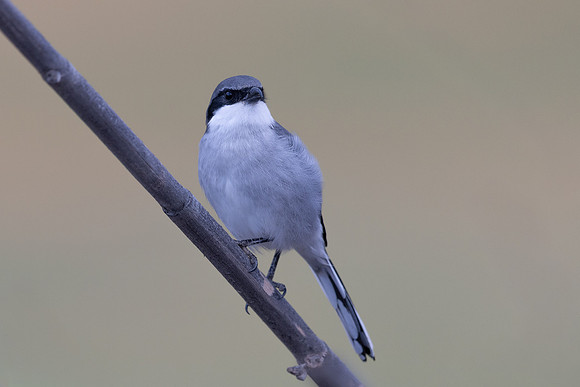 Southern Grey Shrike, Jandia Golf Course, Fuertventura, August 2025